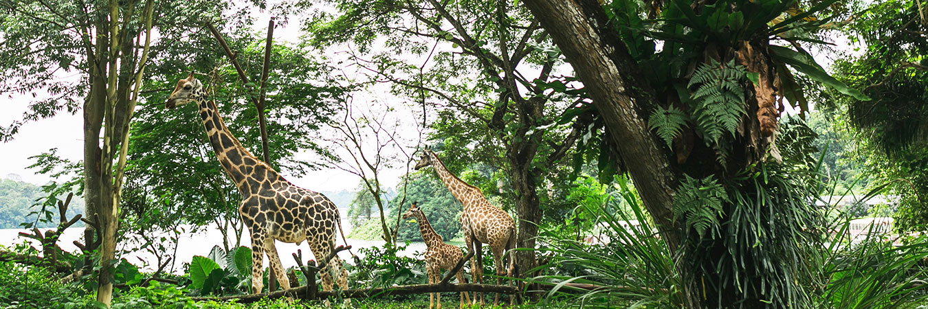 Nocturnal Wildlife Park