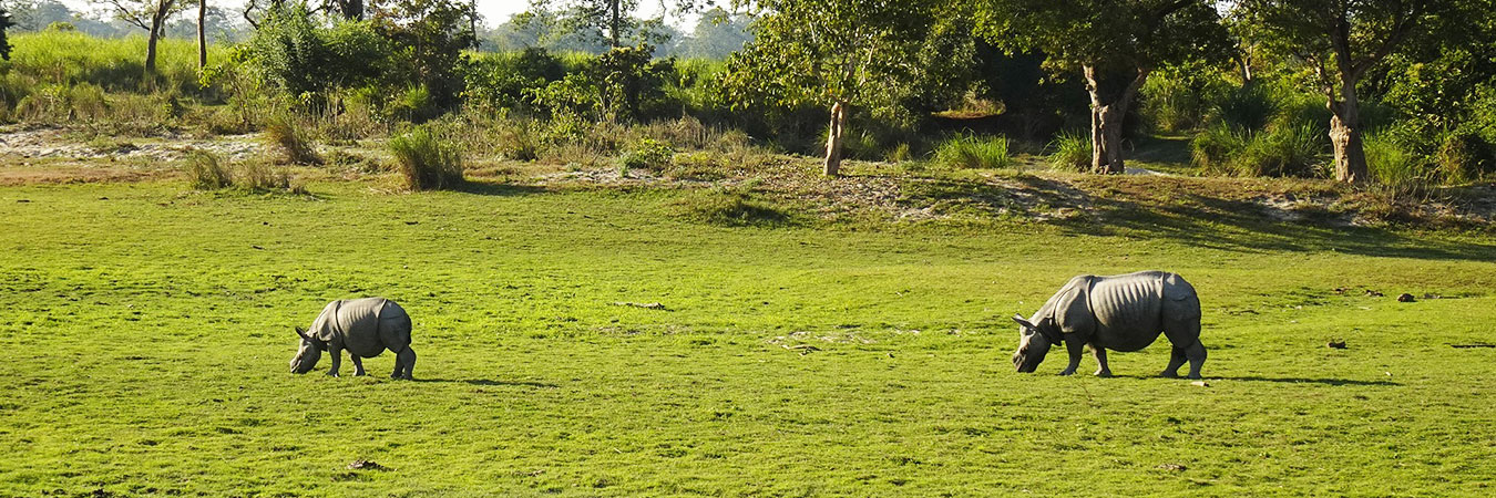Kaziranga National Park