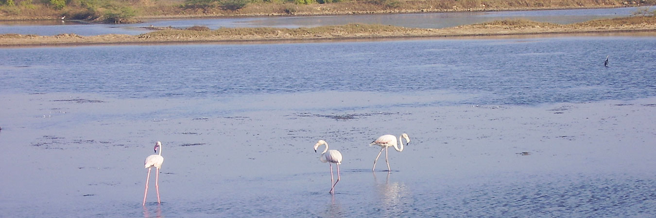 Fudam Bird Sanctuary